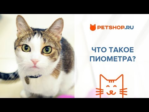 Видео: ЧТО ТАКОЕ ПИОМЕТРА? СИМПТОМЫ И ЛЕЧЕНИЕ ПИОМЕТРЫ У КОШЕК И СОБАК