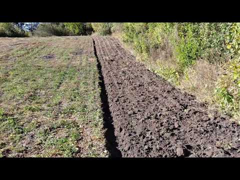 Видео: Осіння оранка для посіву пшениці #farming #agriculture 