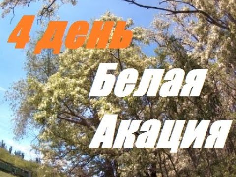 Видео: Первые 2 кг на Белой Акации вместо 6 ти.
