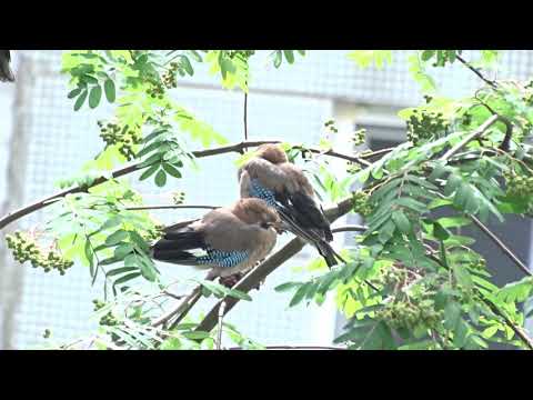 Видео: Сойки слушают песню