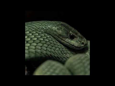 Видео: [FREE] Macan x Scirena x Jamik x A.V.G x Jony / лирический бит / 140 bpm / F min