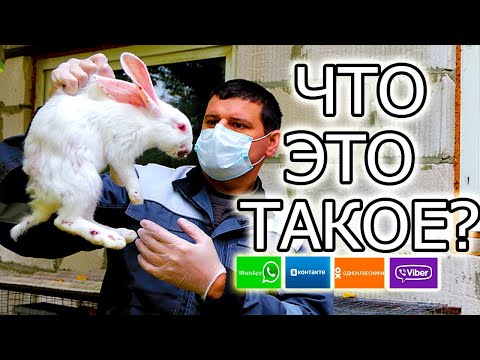 Видео: ✅МИКСОМАТОЗ! Что такое, откуда берется, как бороться!