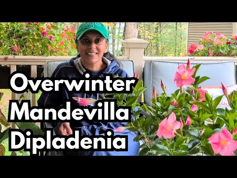 Видео: Как перезимовать мандевиллу или дипладению | Подготовка тропических растений к зиме