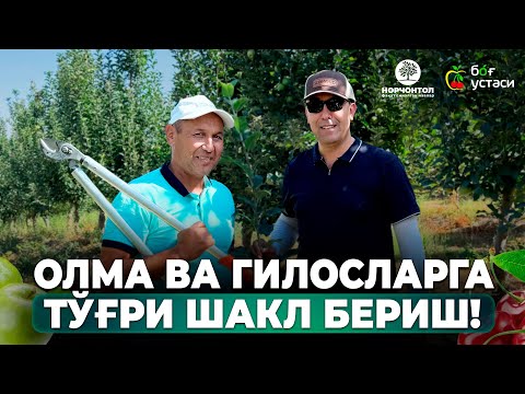 Видео: КЕСИШ ОРҚАЛИ ДАРАХТЛАР ОРАСИГА ҚУЁШ КИРГИЗИШ! | ШУҲРАТ АБРОРОВ #shuhratabrorov #olma #gilos #kesish