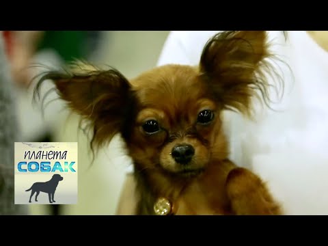 Видео: Русский той. Планета собак 🌏 Моя Планета