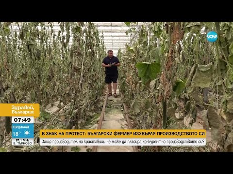 Видео: Български фермер нахрани кравите си с краставиците си в знак на протест