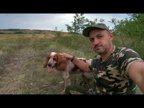 Видео: Открытие охоты на перепела 2022.