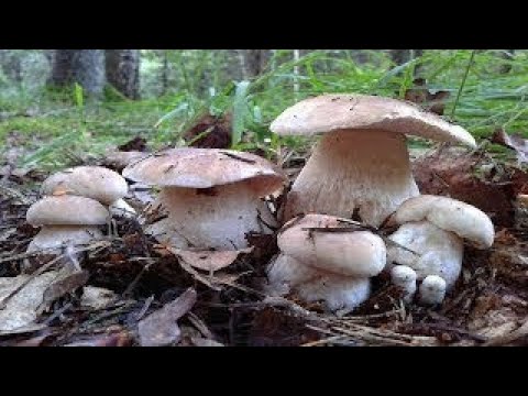 Видео: Білі Гриби КАРПАТ 2025! Справжні Білі Гриби. Пошук Білих Грибів. Гриби 2025! Белые Грибы 2025