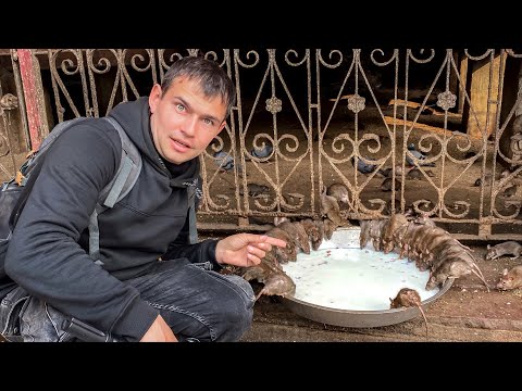 Видео: ХРАМ КРЫС В ИНДИИ. ШОК. СЛАБОНЕРВНЫМ НЕ СМОТРЕТЬ #8