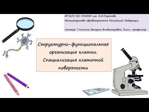 Видео: Гистология. Глинкина В.В. РНИМУ им. Н.И.Пирогова (2-3 тема)