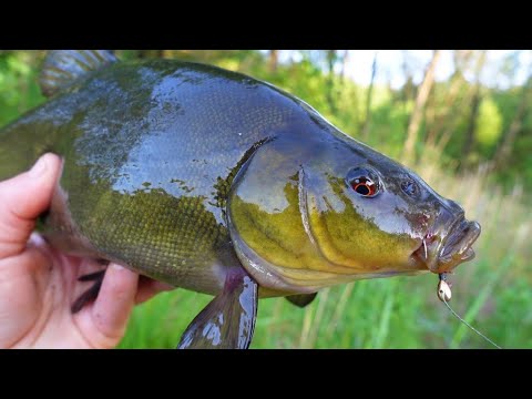 Видео: Ловля линя в дикій природі на мормишку! Краща снасть!