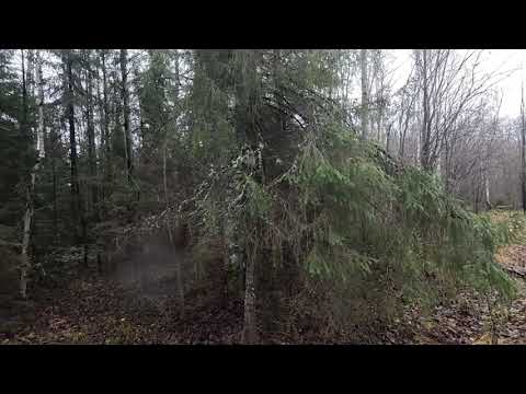 Видео: 31.10.2025. С русской гончей в лес кошмарим зайца. 