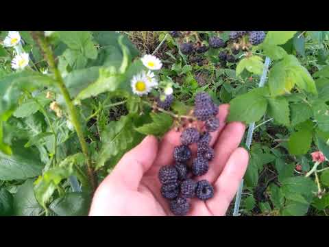 Видео: Черноплодная малина Кумберленд и Бристоль. Найди три отличия.