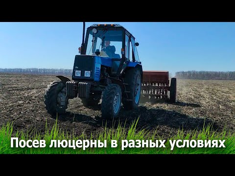 Видео: Посев люцерны в разных условиях