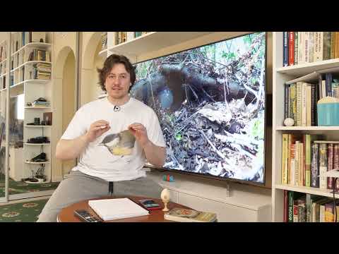 Видео: Как правильно вести себя у птичьих гнезд