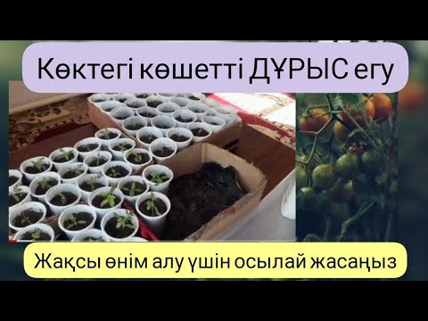 Видео: Биогомусқа Қызанақ егу