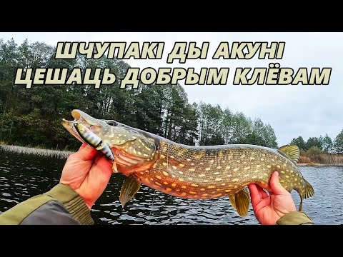 Видео: Восень, спінінг, добры клёў. Улоўная прынада на шчупака і акуня