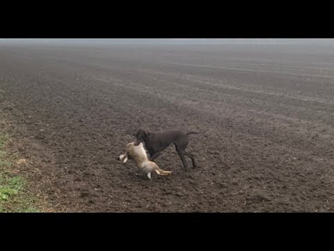 Видео: Охота на зайца. Собака творит чудеса. Я такого ни когда не видел.