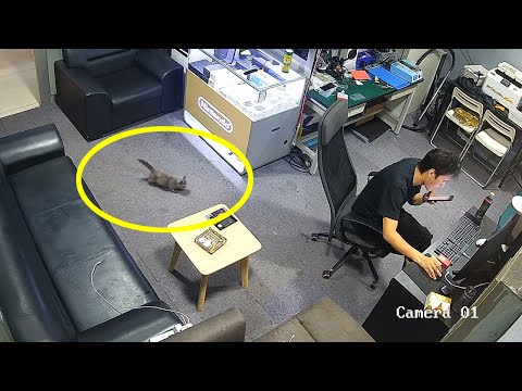 Видео: Больной котёнок сам зашёл в мой магазин... и выбрал меня.