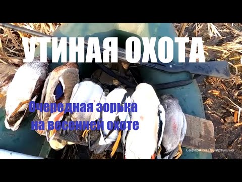 Видео: Утренняя зорька на весенней охоте