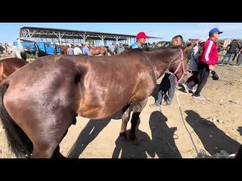 Видео: СЕМИЗ БЭЭ/ АЙГЫР БААЛАРЫ/ КАРАКОЛ МАЛ БАЗАРЫ/ ЫСЫК КӨЛ 3-август