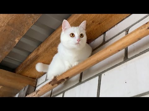 Видео: Жизнь животных / На даче