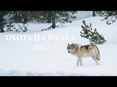 Видео: Охота на Волка 2022