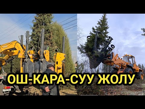 Видео: АРЧАЛАР КЫЙЫЛБАЙ АМАН КАЛАБЫ? 