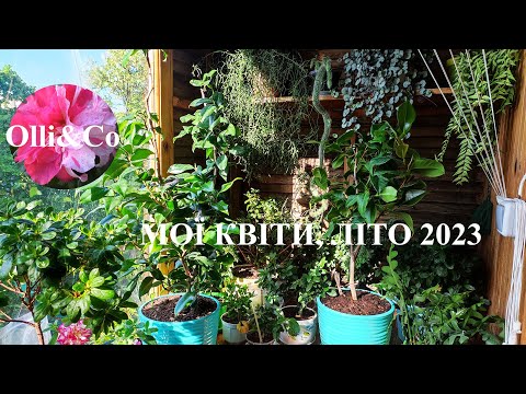 Видео: ОБЗОР  МОИ РАСТЕНИЯ, КОМНАТНЫЕ ЦВЕТЫ в ИЮНЕ 2023 ЛІТО, РОСЛИНИ, КІМНАТНІ КВІТИ