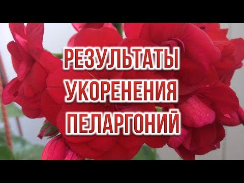 Видео: Результаты укоренения пеларгоний. Выпуск от 03.04.21
