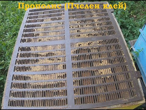 Видео: Добиване на прополис ( пчелен клей ) -  Кога и как да го направим