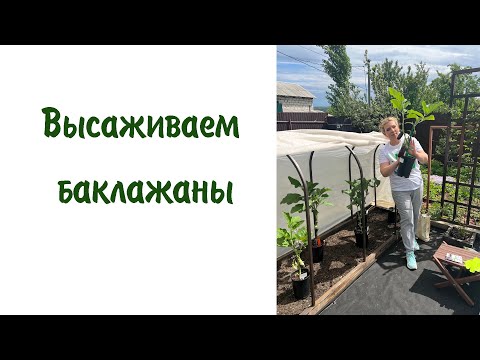 Видео: Высаживаем баклажаны