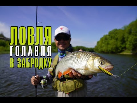 Видео: Ловля голавля весной. Рыбалка в забродку на Дону