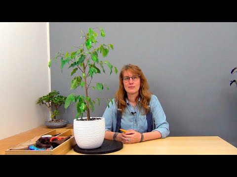 Видео: Выращиваем высокий фикус Бенджамина (ч.2).