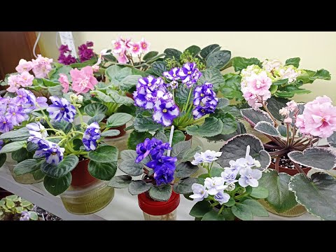 Видео: Обзор цветущих фиалок. Подборка красивых сортов фиалок