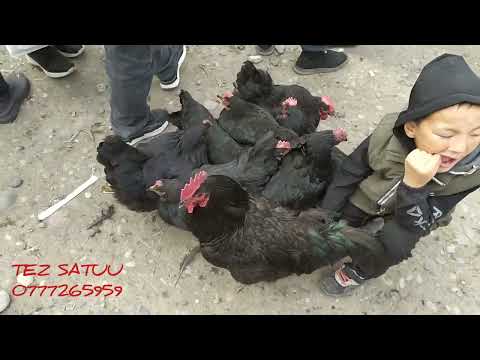 Видео: Тоок базар Базар коргон 12.03.23