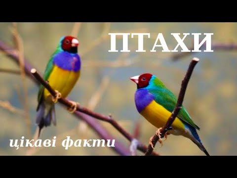 Видео: Цікаві факти про птахів (відео)