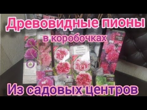 Видео: Древовидные пионы из садовых центров. Цены и качество.