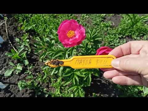 Видео: Почему засыхают бутоны на пионах?06.06.2025