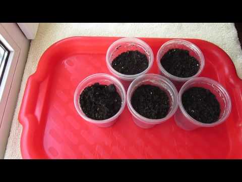 Видео: Выращивание рассады томатов - мой простой способ (1 часть)