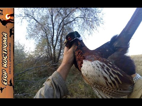 Видео: Охота на фазана. Короткая охота вдвоём с Шаманом. Конец октября 2023г.