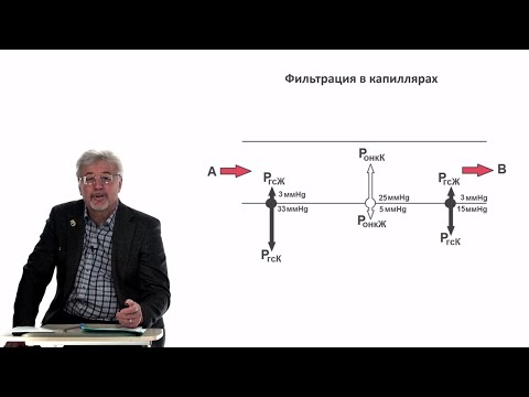 Видео: Евсеев А.В. Нормальная физиология. Лекция №19. Микроциркуляция. Регуляция кровообращения. 2024