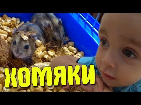 Видео: КУПИЛ СЫНУ ХОМЯКОВ!
