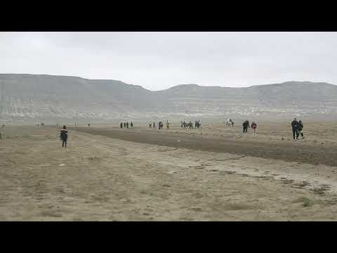 Видео: 27.10.2025 Жыңғылды 95 жыл. Туған күніңмен ЖЫҢҒЫЛДЫМ. Бәйге Ат жарыс