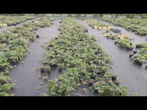 Видео: Маточник с рассадой в Ягодном Подворье 2021г.