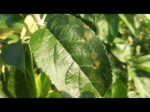 Видео: Парша на яблуні будьте уважні .