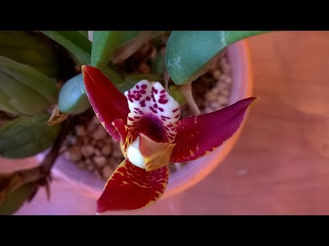 Видео: КОКОСОВАЯ ОРХИДЕЯ _ КАК ЗАСТАВИТЬ ЦВЕСТИ МАКСИЛЛЯРИЮ _ Maxillaria Tenuifolia