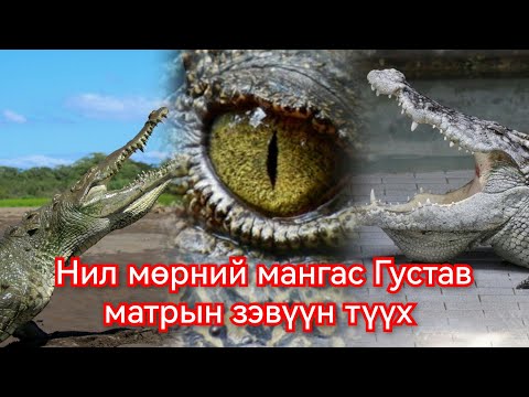 Видео: 300 хүн идсэн Нил мөрний матар Густав хаагуур бн. Гоё Түүхүүд Goy tuuhuud mongol heleer kino duu