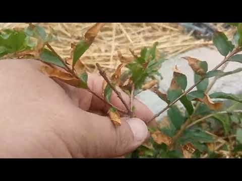 Видео: 69 . Биогомустпен 1 жылдық Анар көшеттері гүлдеп кетығой не деген нәтиже