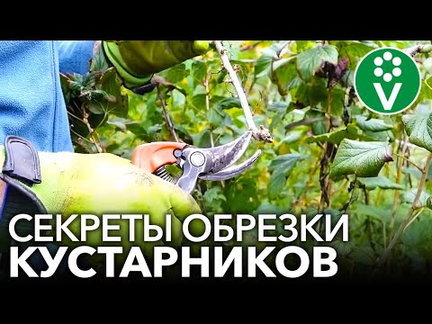 Видео: ПРАВИЛЬНАЯ ОБРЕЗКА СМОРОДИНЫ И КРЫЖОВНИКА для повышения урожайности и размера ягод